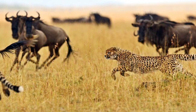 Kenya Wildlife Safari